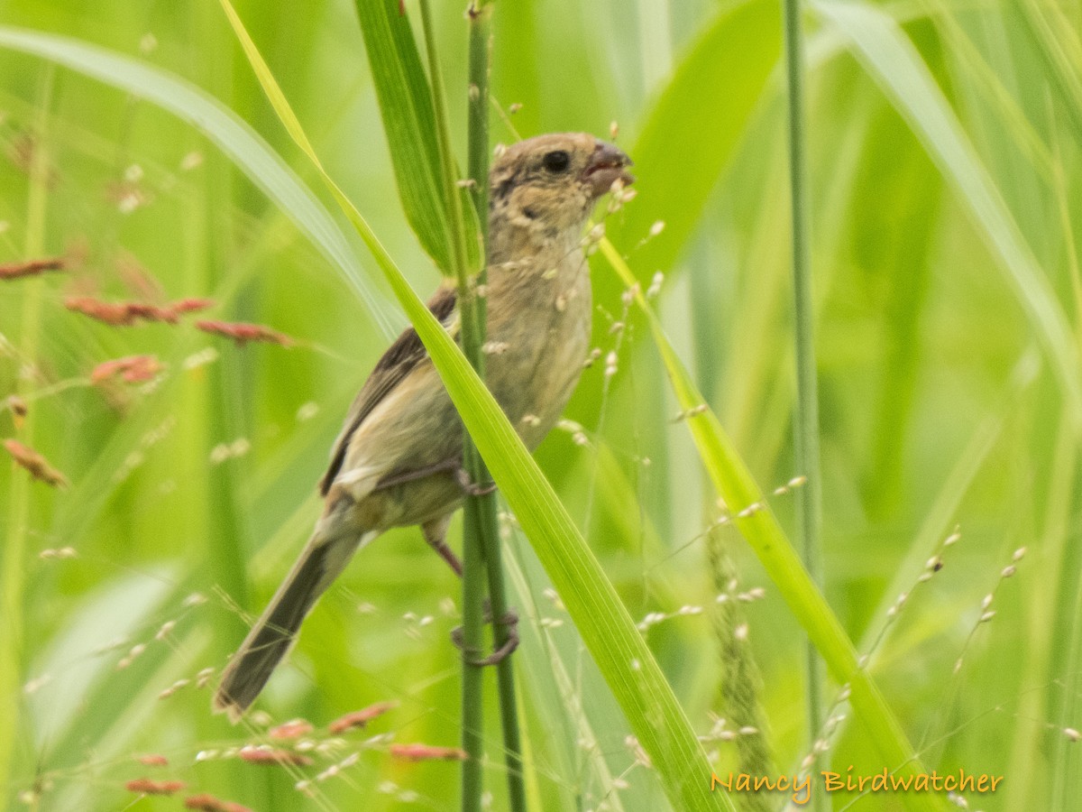 Morelet's Seedeater - Nancy Fernández