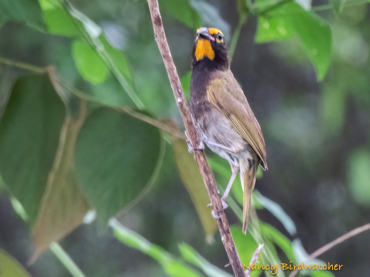 Yellow-faced Grassquit - ML621627106