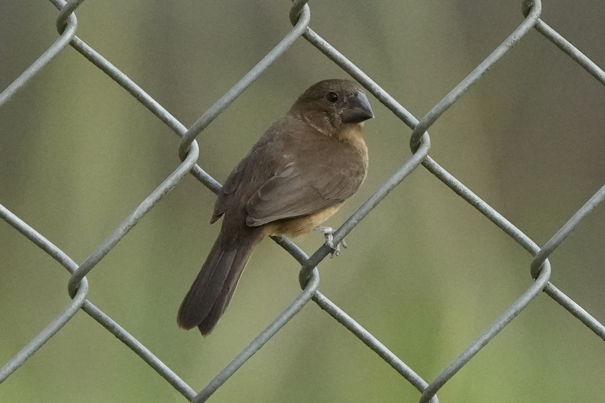 Chestnut-bellied Seed-Finch - ML621627131