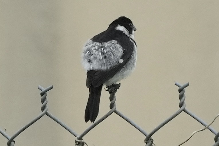 Wing-barred Seedeater - ML621627254