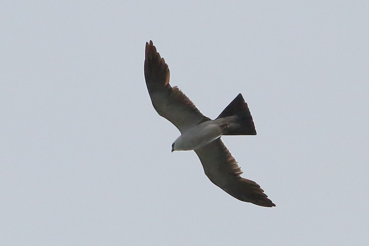 Mississippi Kite - Robert Stalnaker