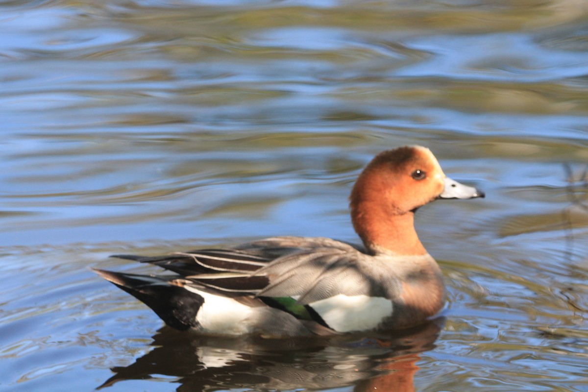 Eurasian Wigeon - ML621627313