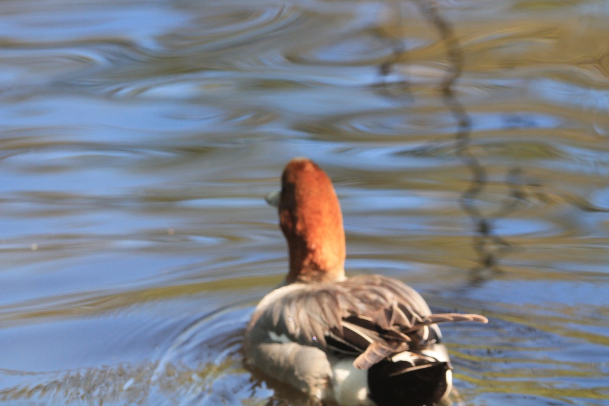 Eurasian Wigeon - ML621627314