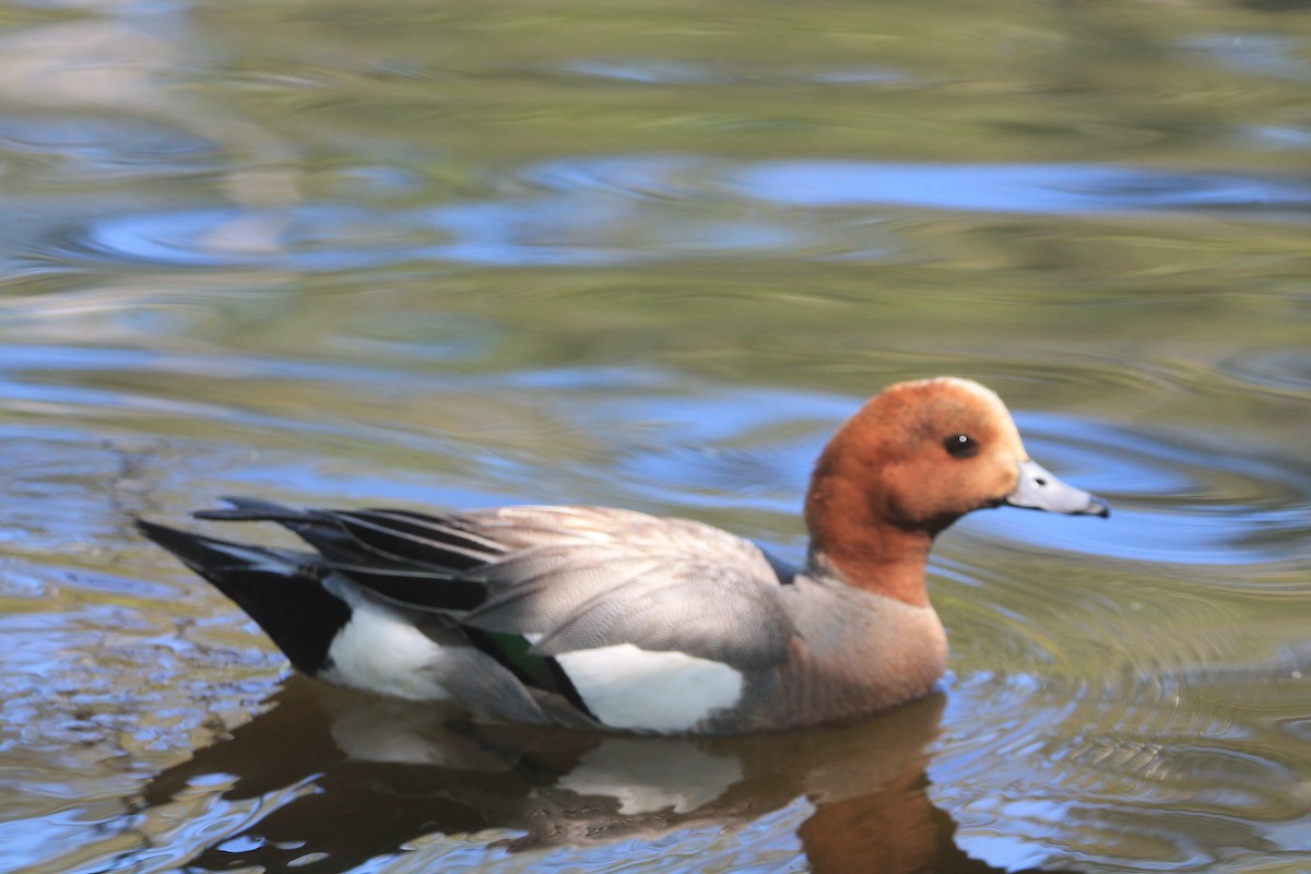 Eurasian Wigeon - ML621627315