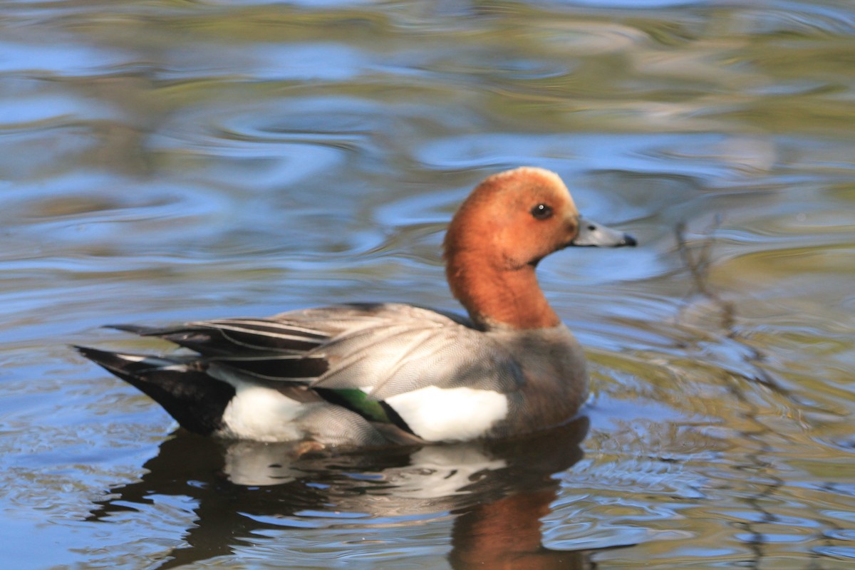 Eurasian Wigeon - ML621627316