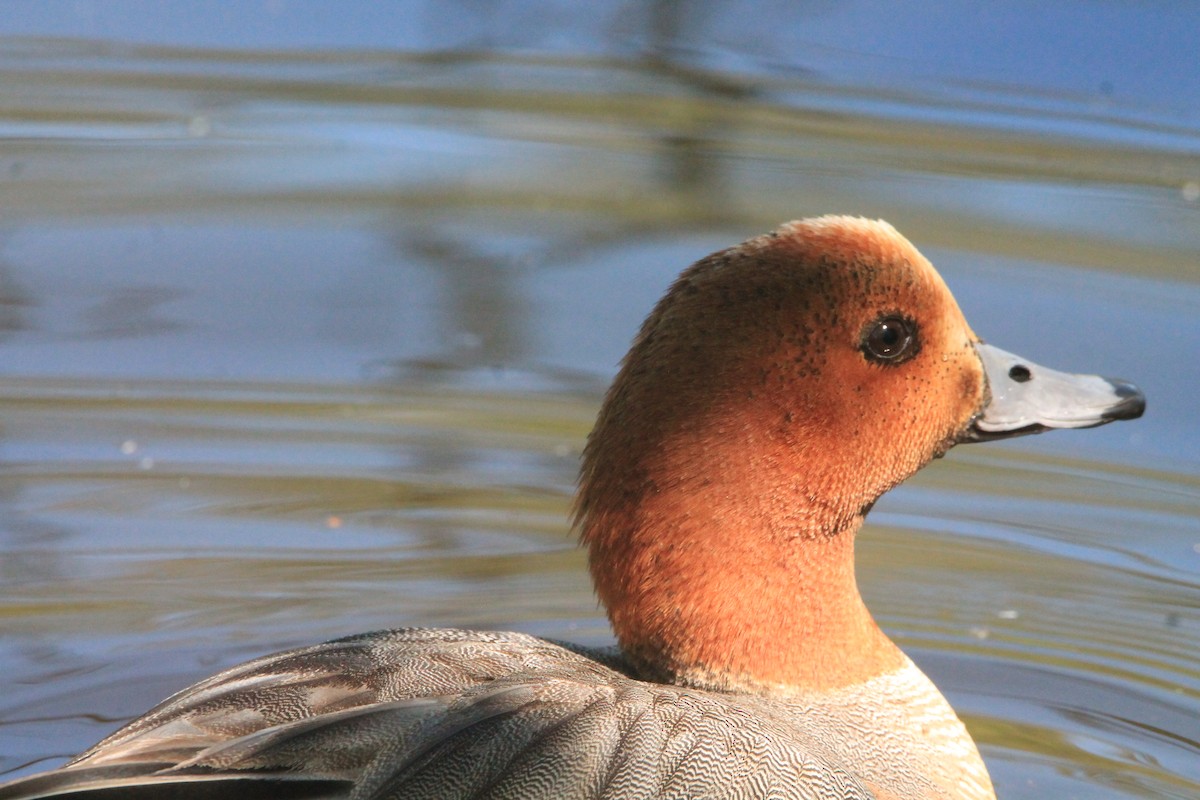 Eurasian Wigeon - ML621627317