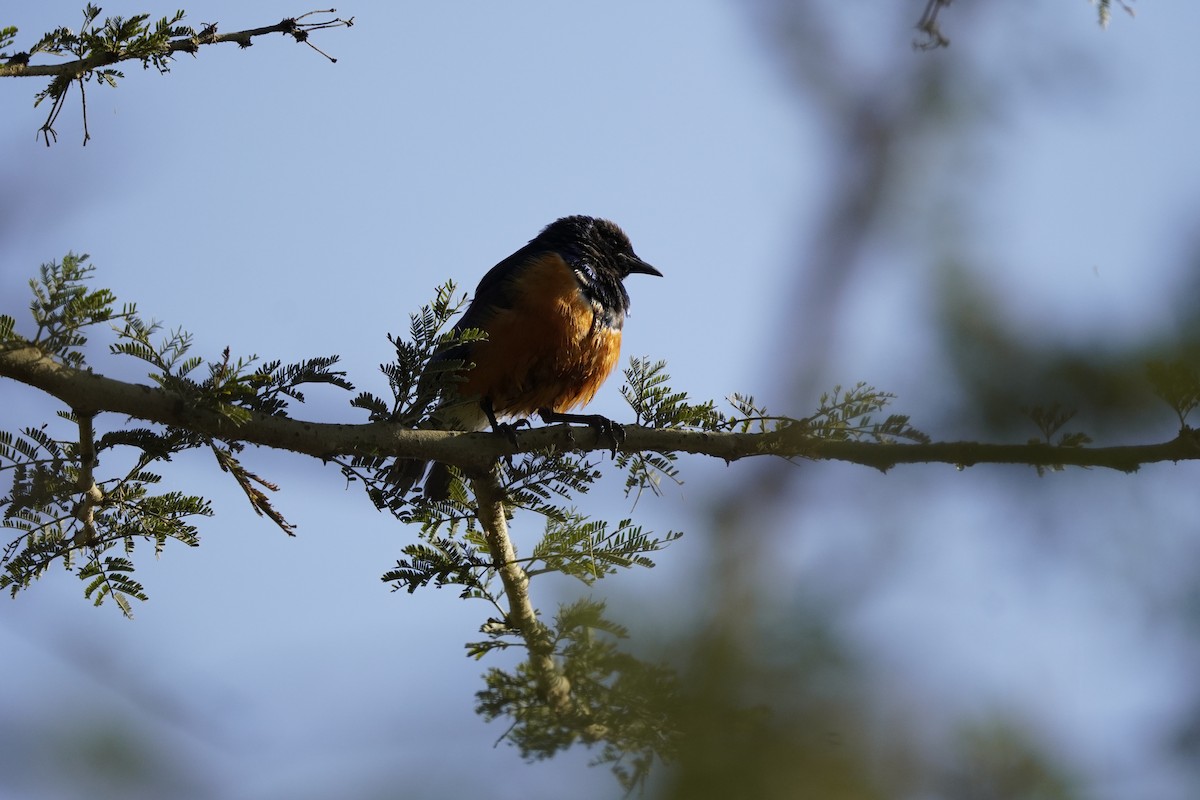 Superb Starling - ML621627342