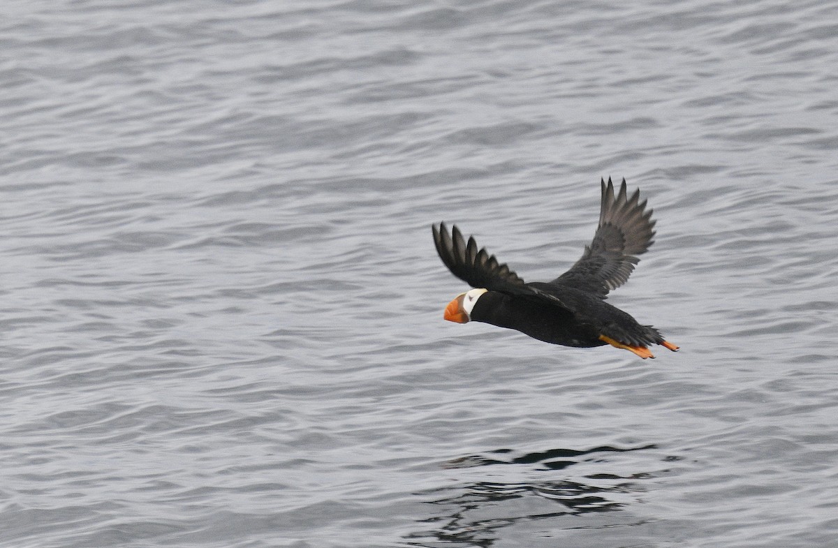 Tufted Puffin - ML621627378