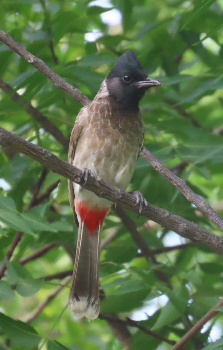 Red-vented Bulbul - ML621627385