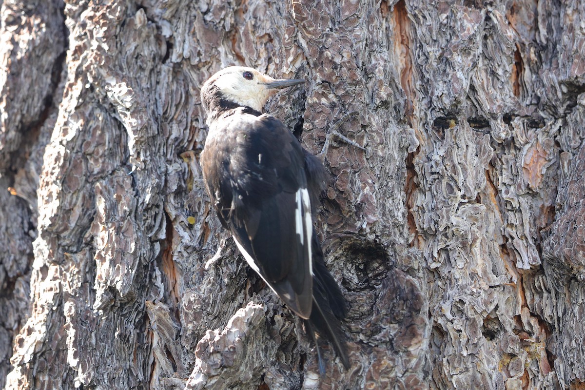 White-headed Woodpecker - ML621627448