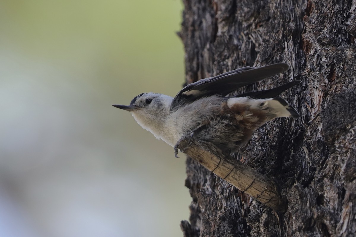 White-breasted Nuthatch - Lynn Duncan