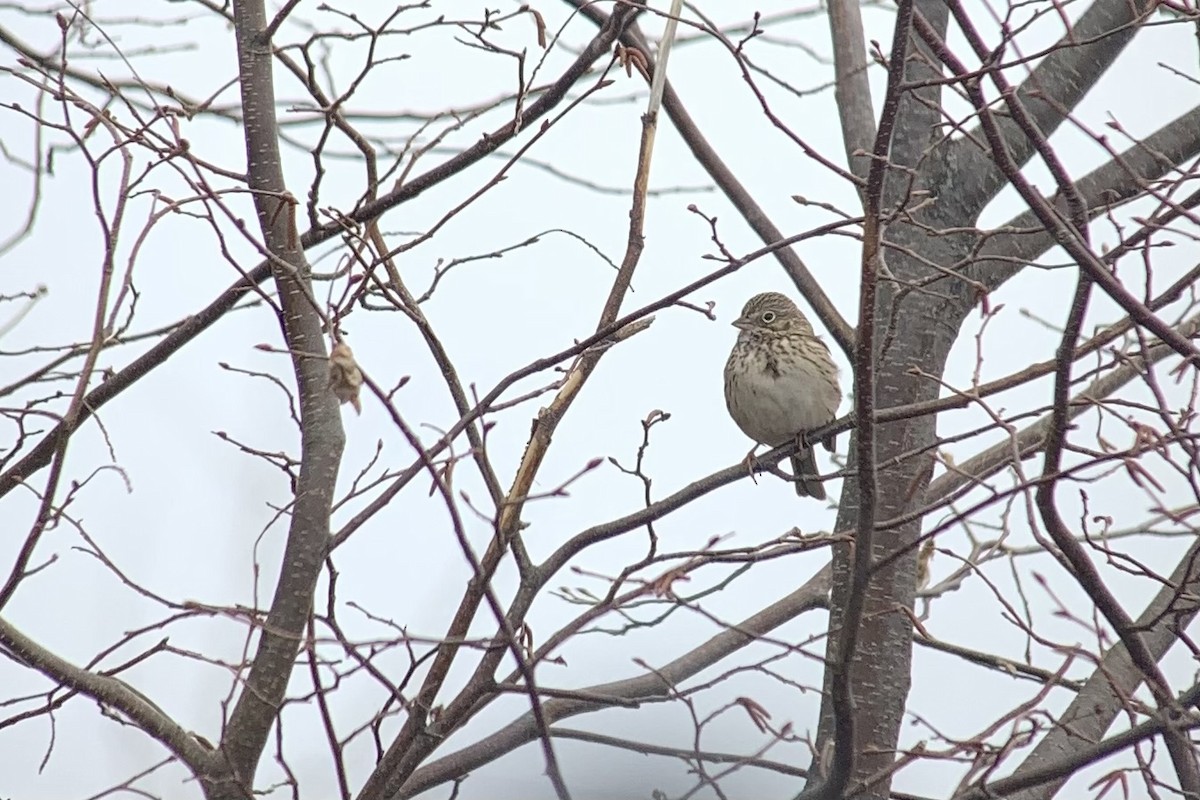 Vesper Sparrow - ML621627475