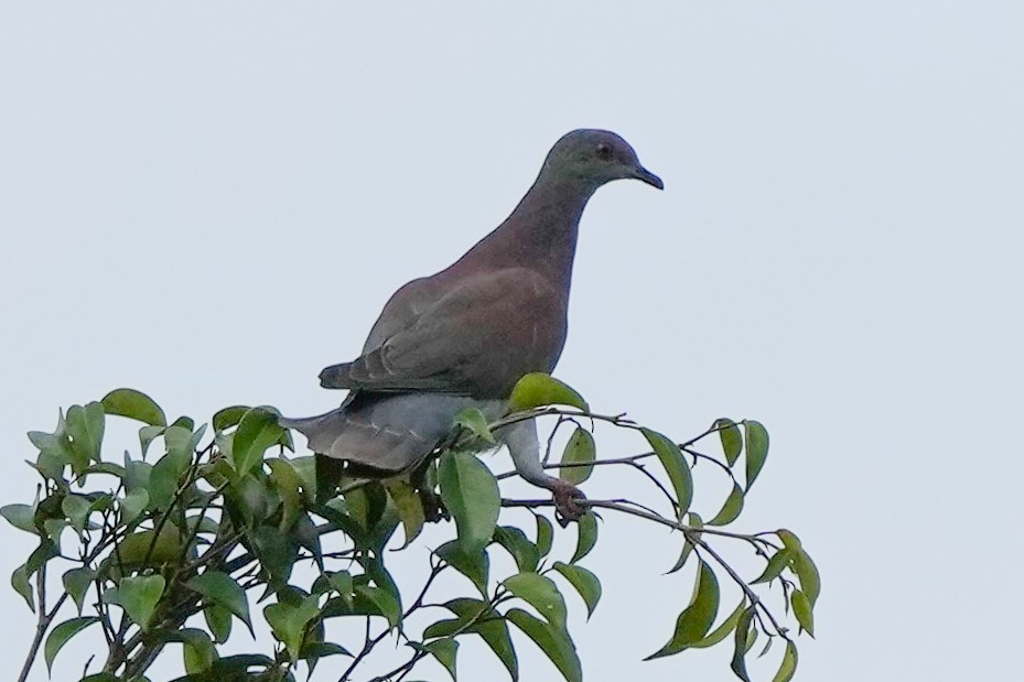 Pale-vented Pigeon - ML621627502