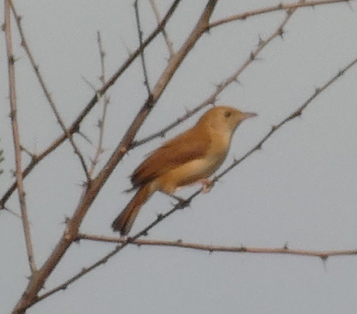 Foxy Cisticola - ML621627568