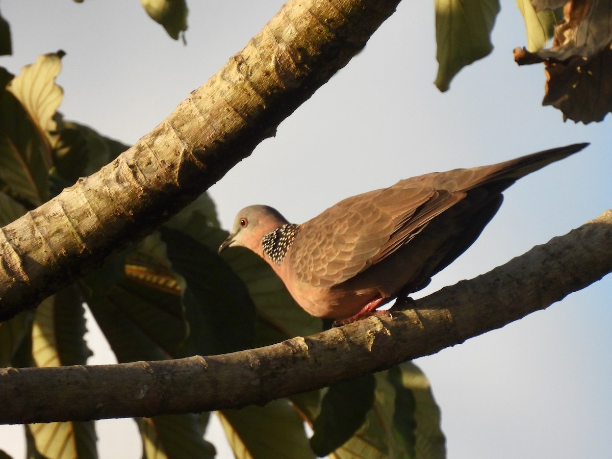 Spotted Dove - ML621627606