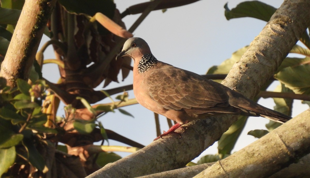 Spotted Dove - ML621627607