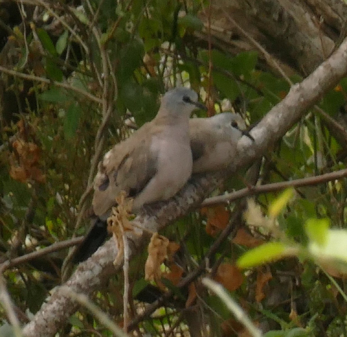 Black-billed Wood-Dove - ML621627650