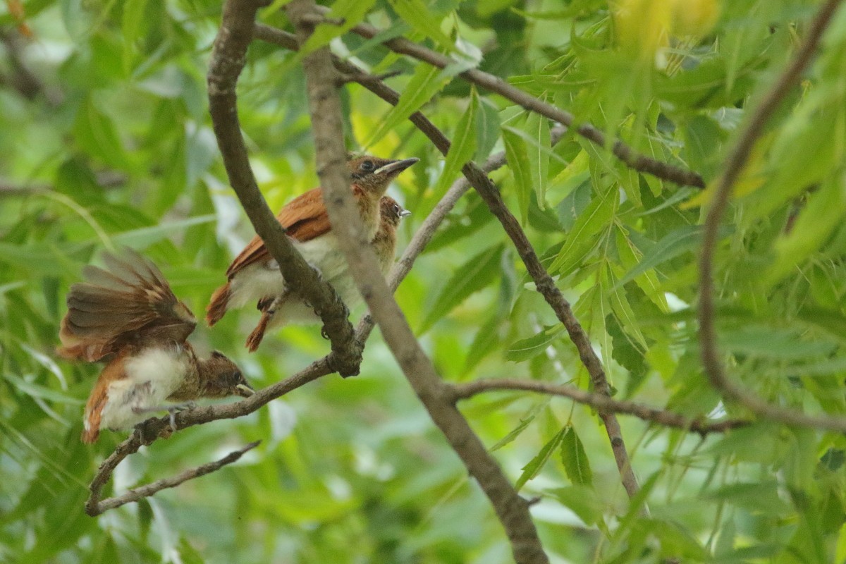 Indian Paradise-Flycatcher - Anonymous