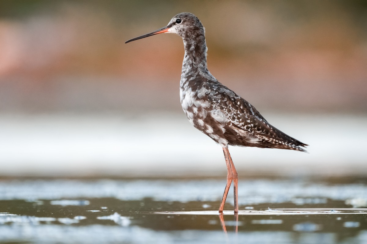 Spotted Redshank - ML621627768