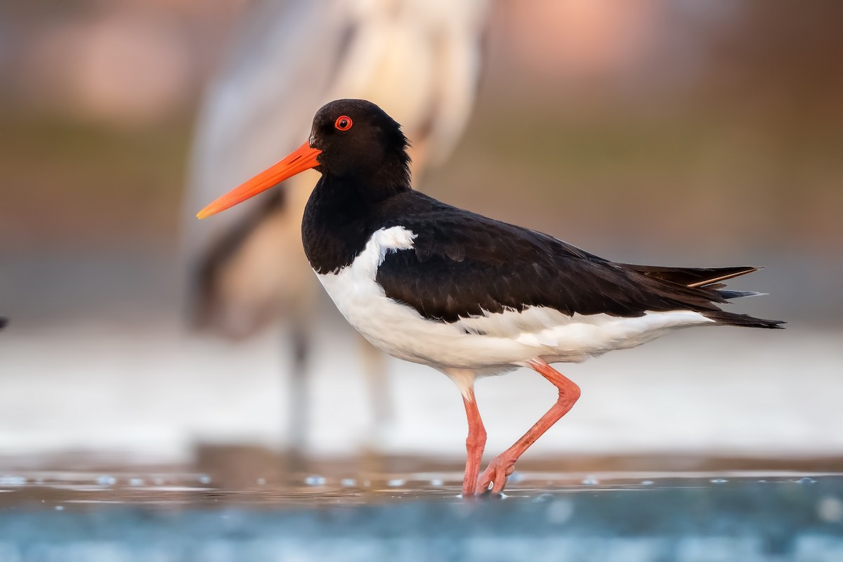 Eurasian Oystercatcher - ML621627828