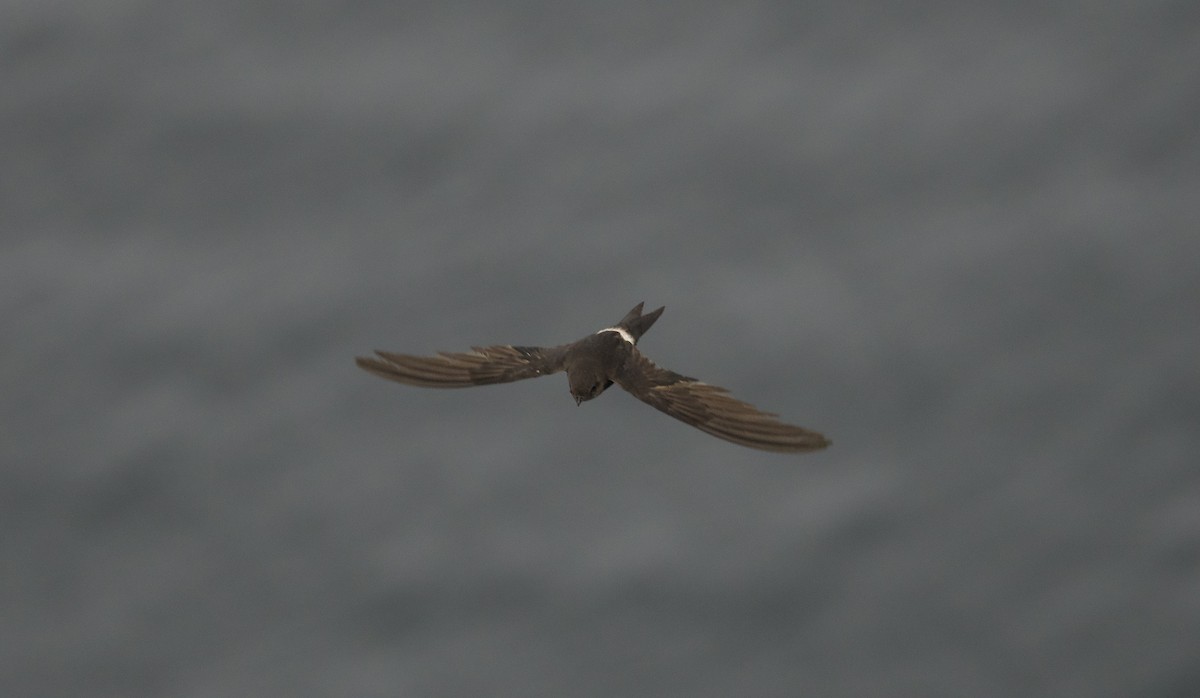 Pacific Swift - ML621627831