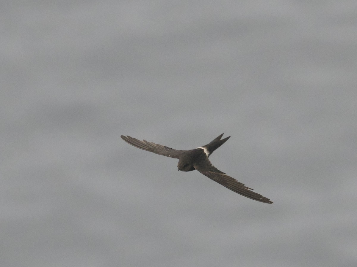 Pacific Swift - ML621627832