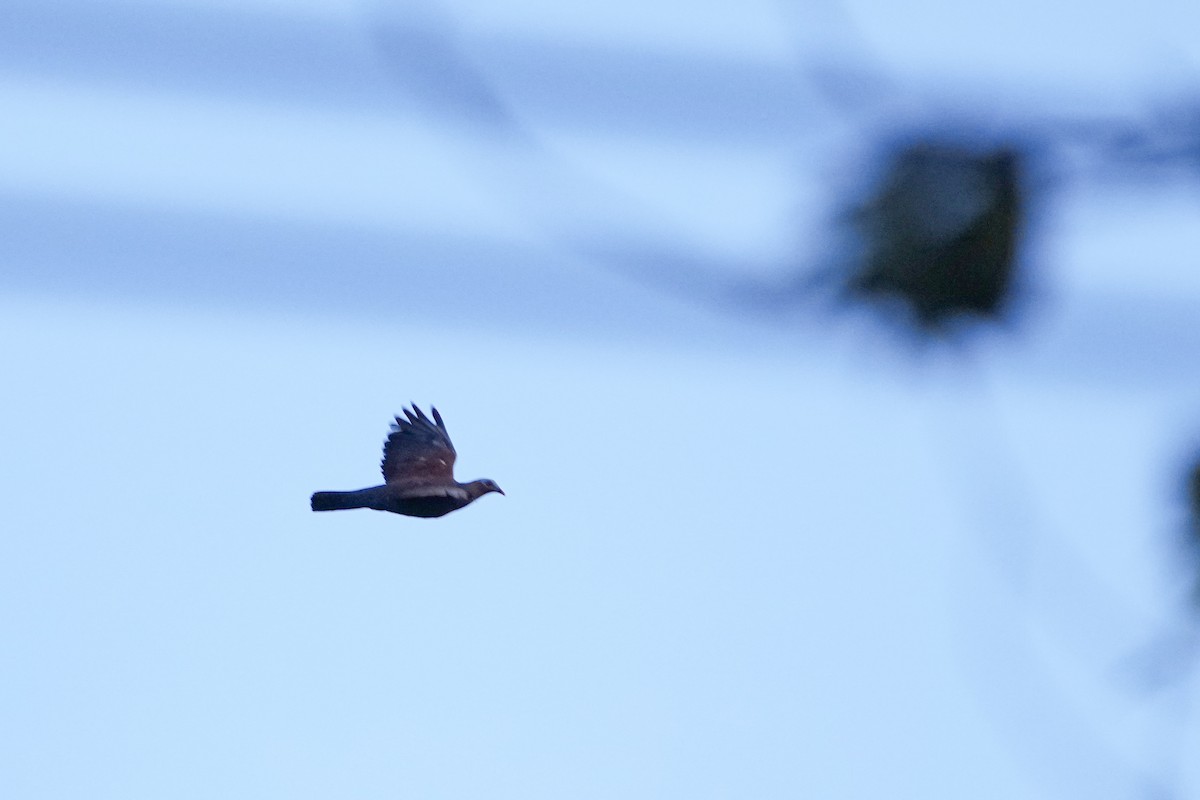 Pale-capped Pigeon - Qiuhan Zhang