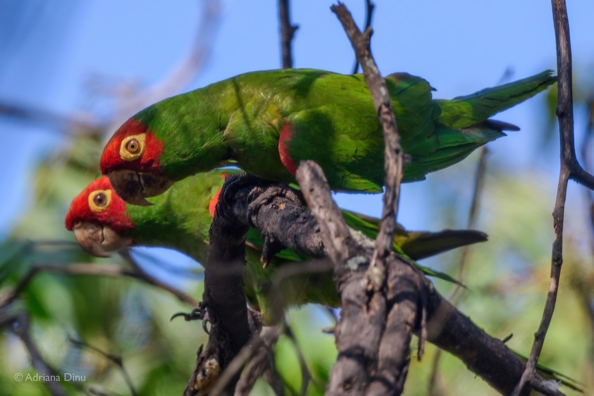 Guayaquil Papağanı - ML621627935
