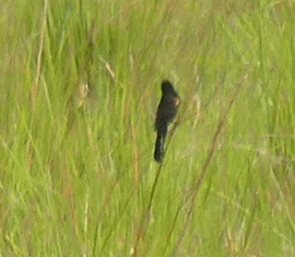 Marsh Widowbird - ML621627963