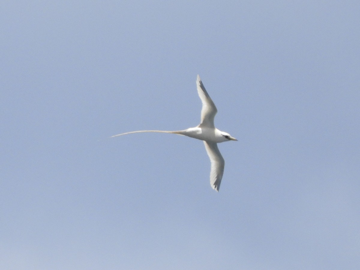 White-tailed Tropicbird - ML621628074