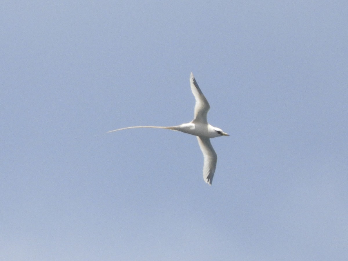 White-tailed Tropicbird - Ethan Matsuyama