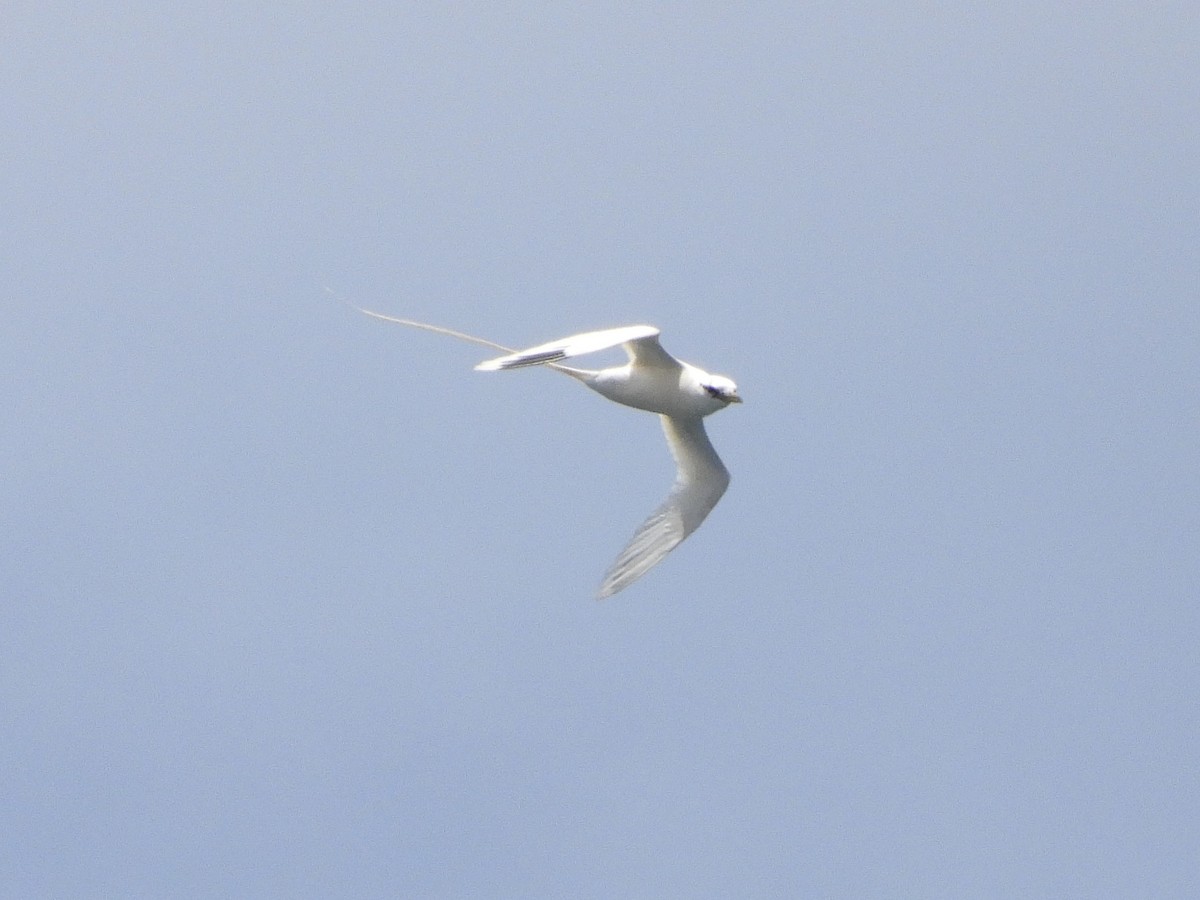 White-tailed Tropicbird - ML621628075