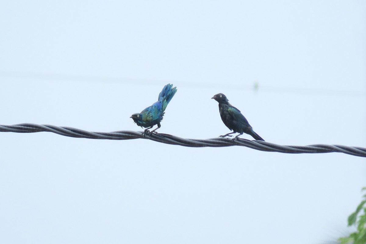 Splendid Starling - ML621628131