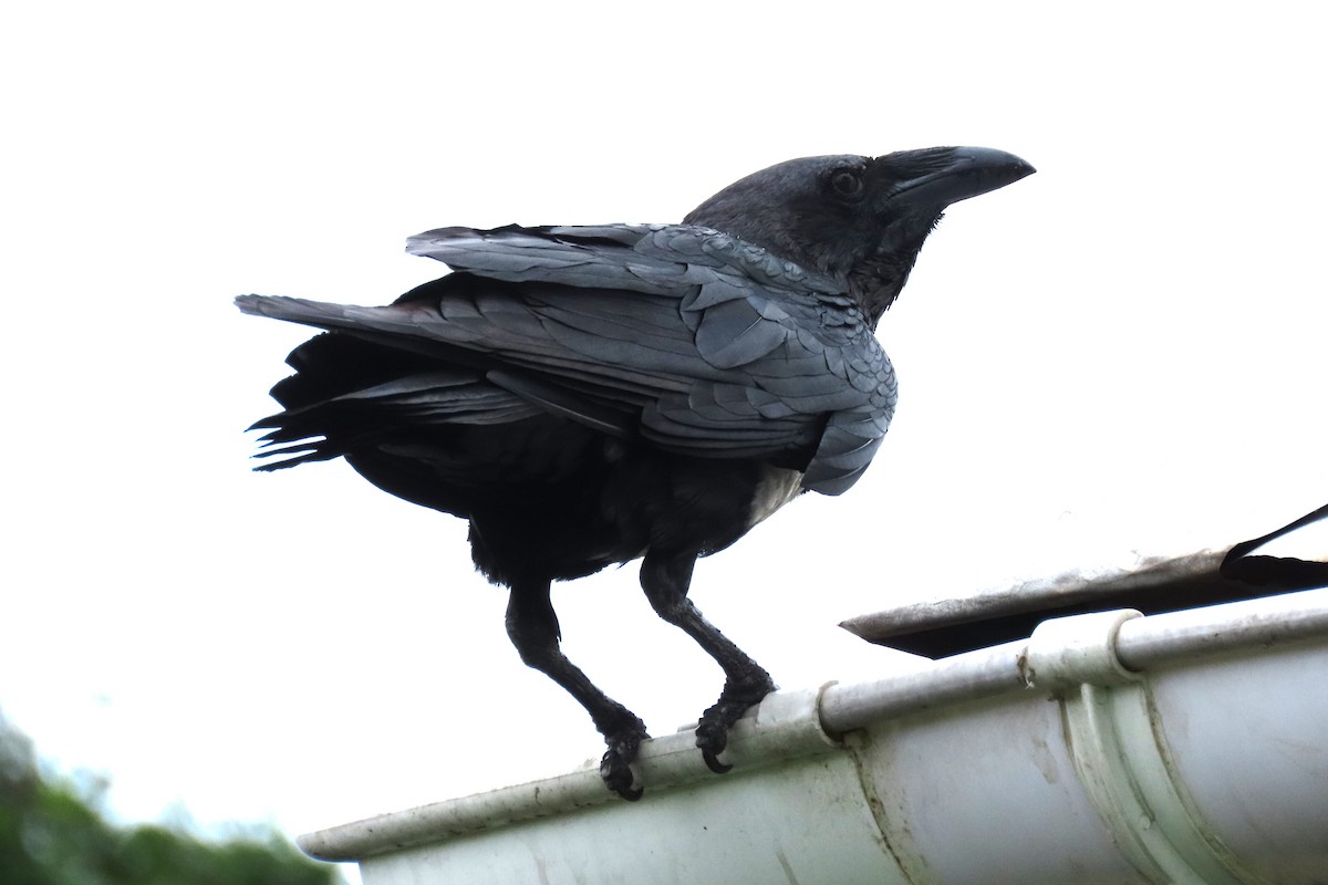 Pied Crow - ML621628141