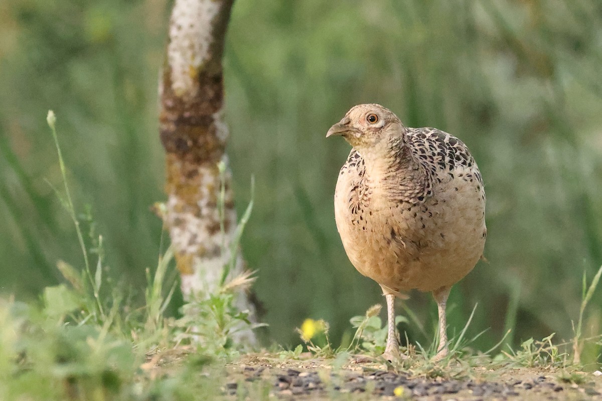 Ring-necked Pheasant - ML621628188