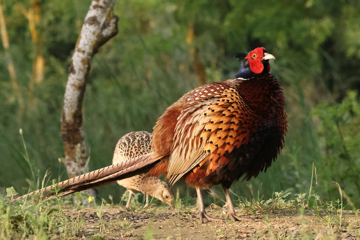 Ring-necked Pheasant - ML621628189