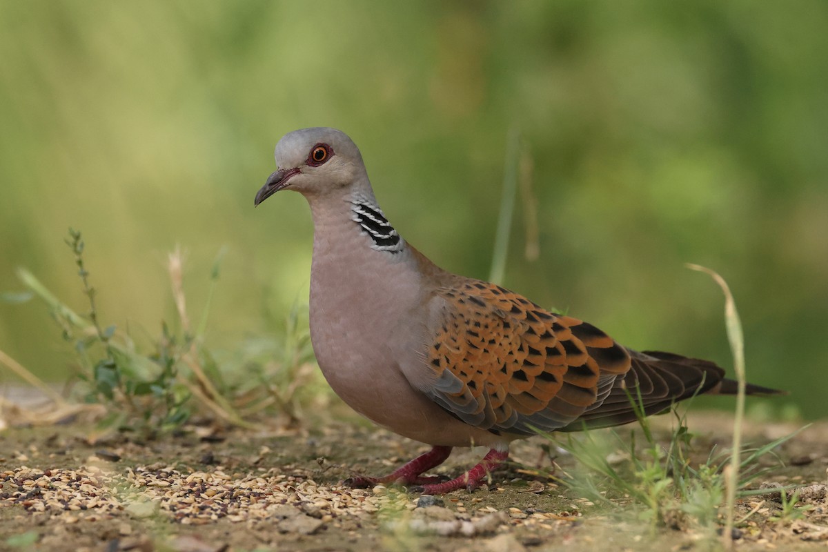 European Turtle-Dove - ML621628193