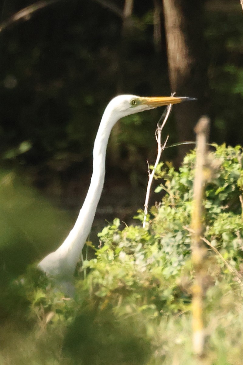 Great Egret - ML621628198