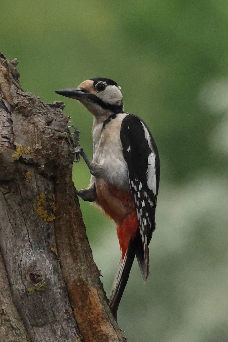 Great Spotted Woodpecker - ML621628206