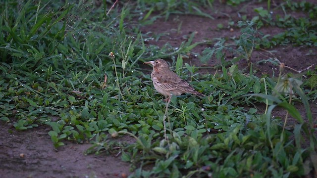 Ashy-crowned Sparrow-Lark - ML621628217