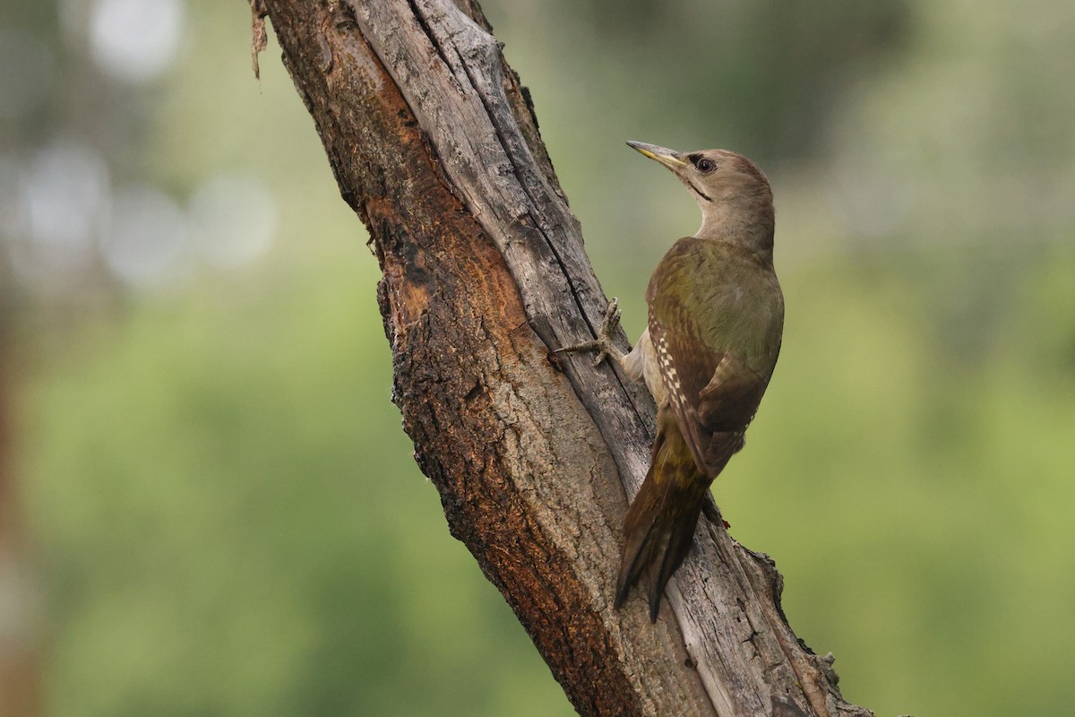 Gray-headed Woodpecker - ML621628218