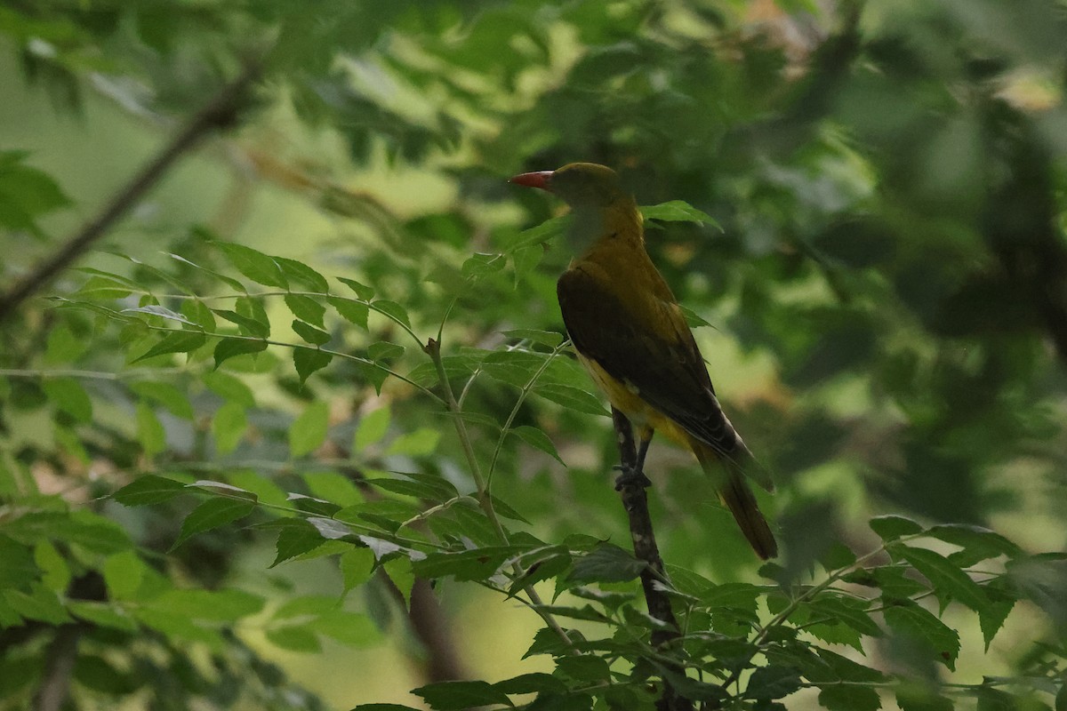 Eurasian Golden Oriole - ML621628222