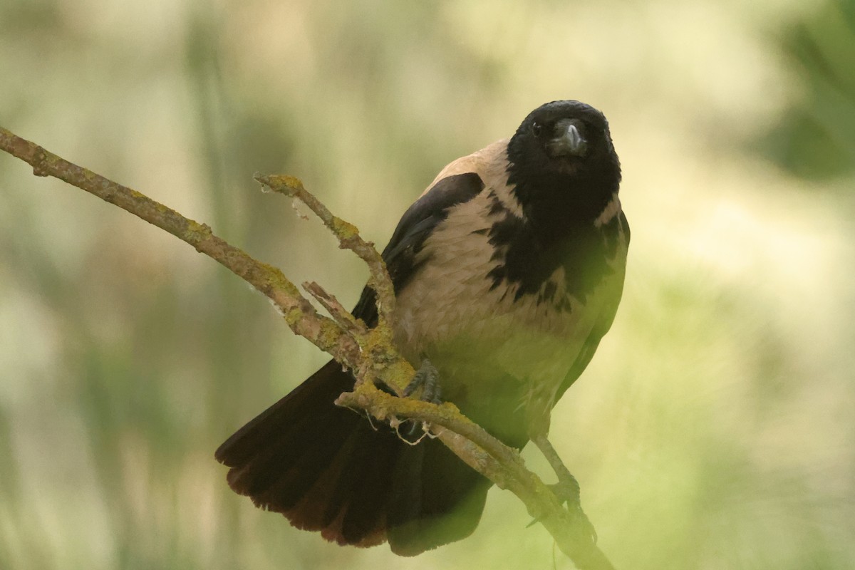 Hooded Crow - ML621628228