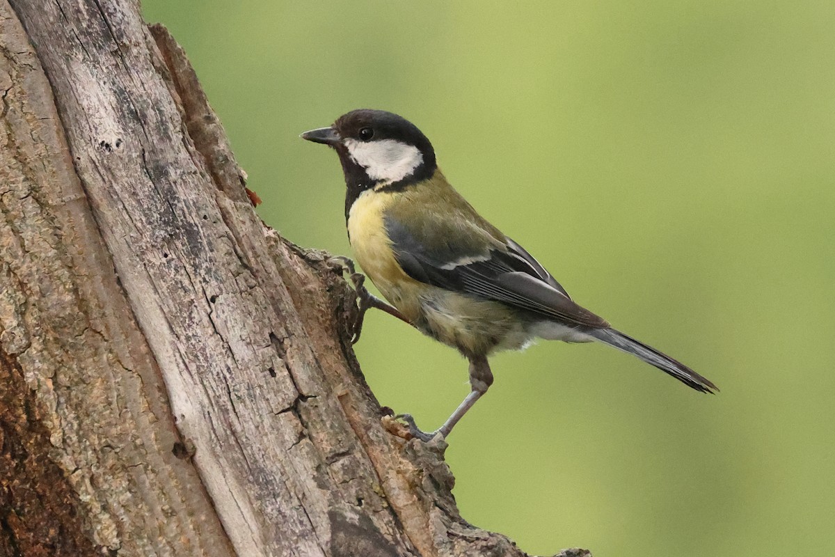 Great Tit - ML621628230