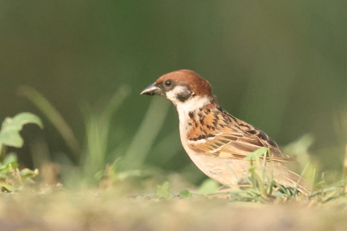 Eurasian Tree Sparrow - ML621628233
