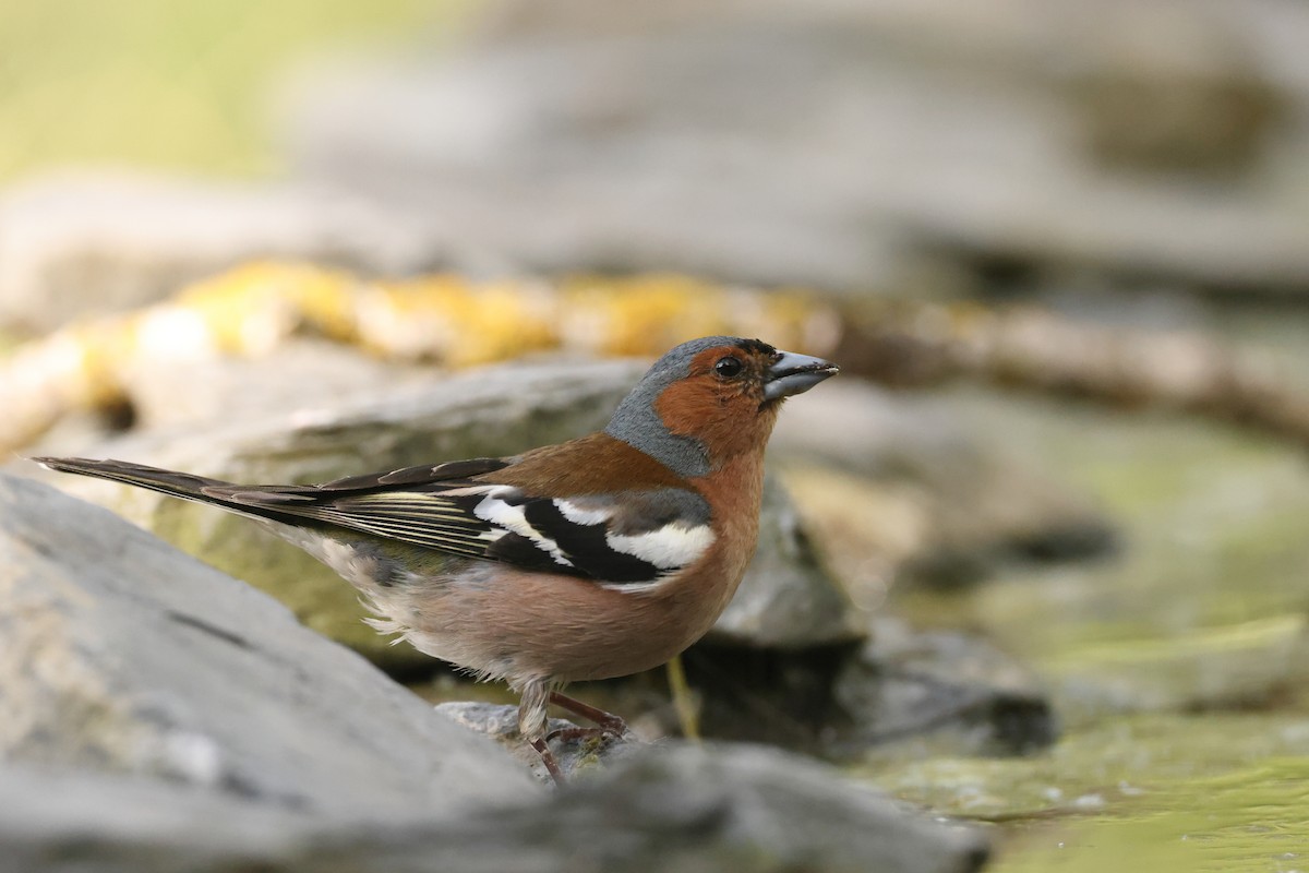 Common Chaffinch - ML621628236