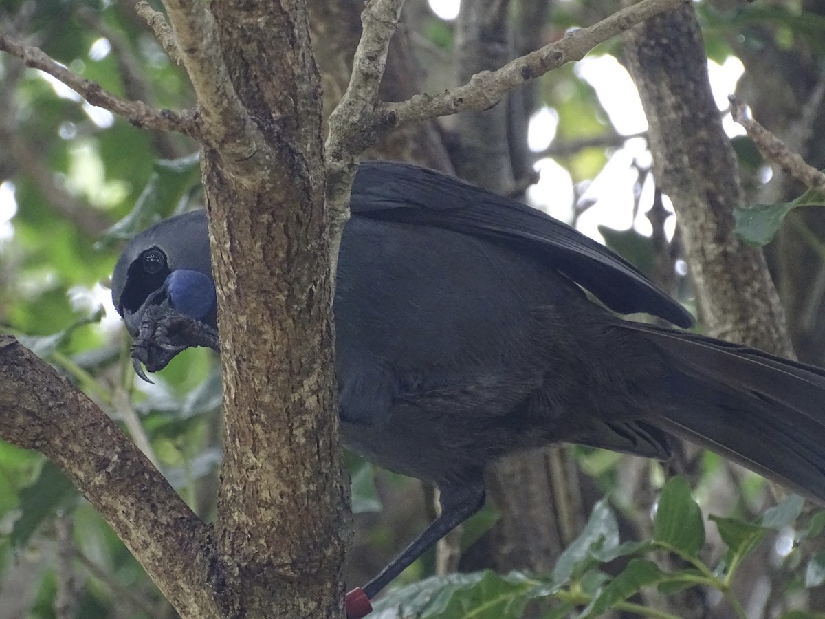 North Island Kokako - ML621628249