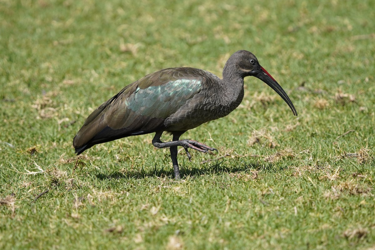 Hadada Ibis - ELIF OGRALI