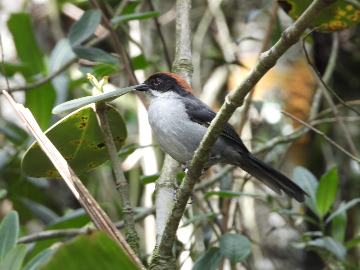 Antioquia Brushfinch - ML621628465