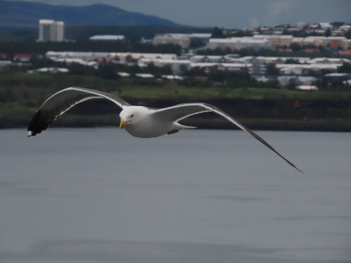 Бэсрэг цахлай - ML621628518